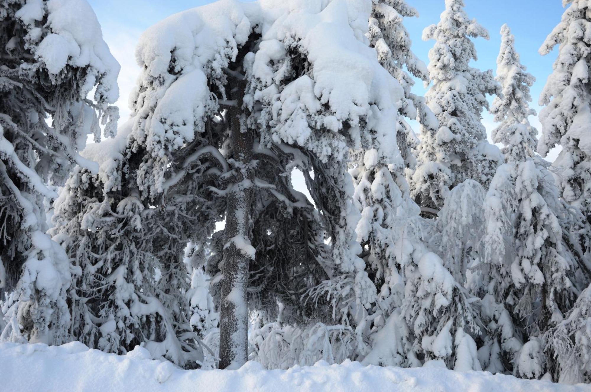 Natur-, Dyre- Og Fugleopplevelser I Fulufjellets Nasjonalparker Apartment