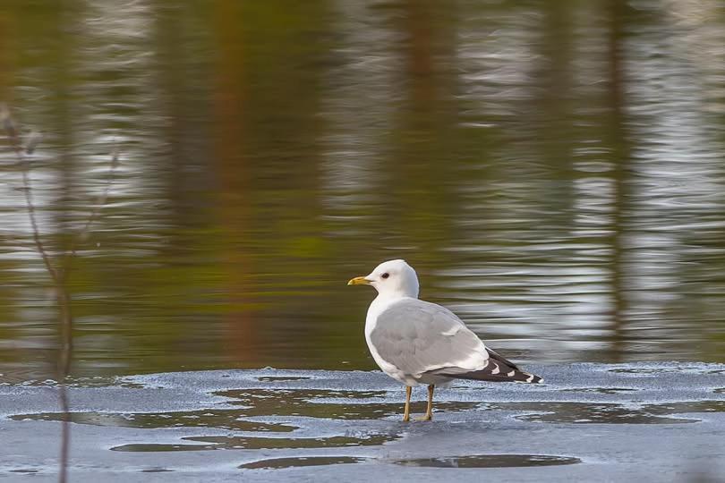 Natur-, Dyre- Og Fugleopplevelser I Fulufjellets Nasjonalparker