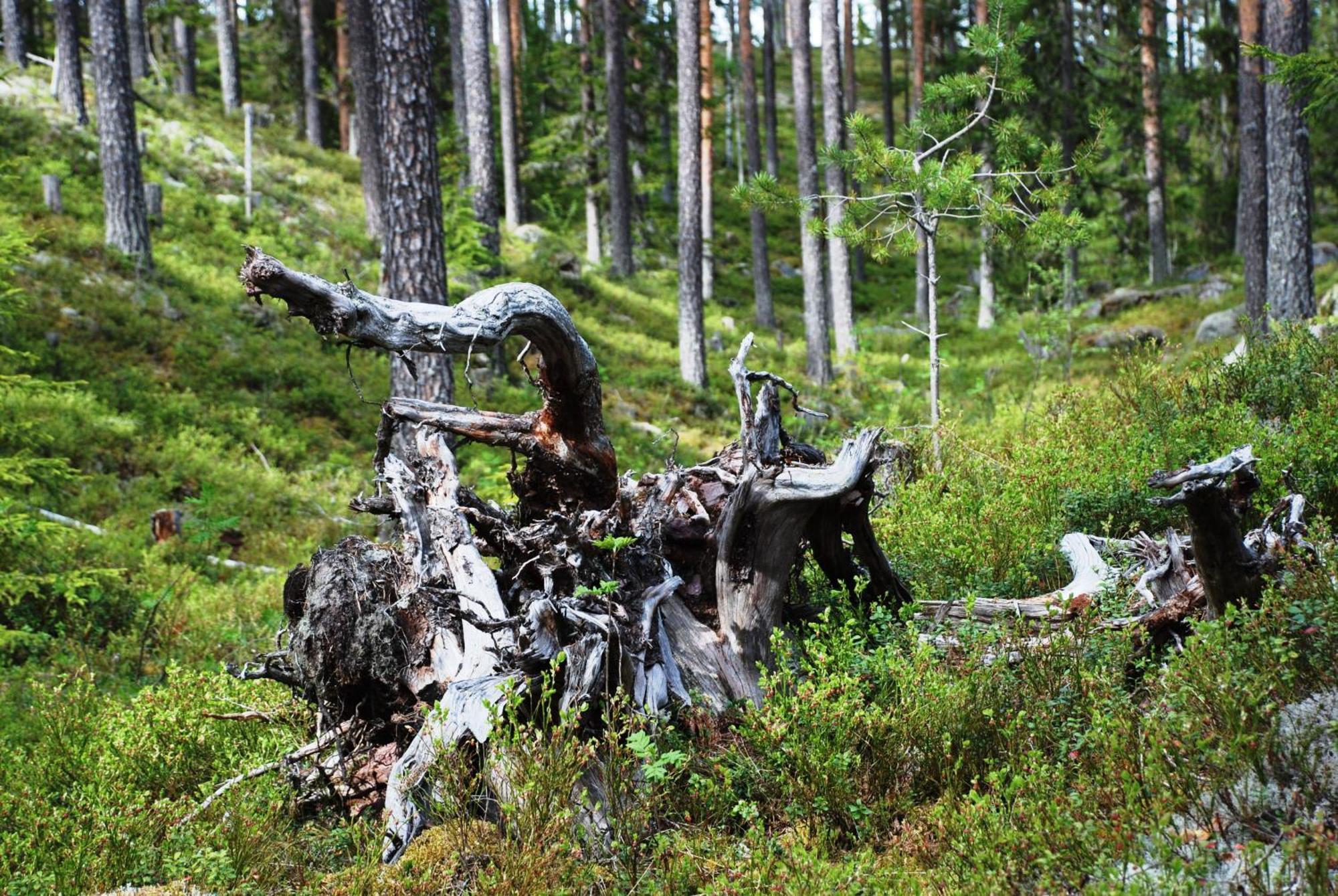 Apartment Natur-, Dyre- Og Fugleopplevelser I Fulufjellets Nasjonalparker