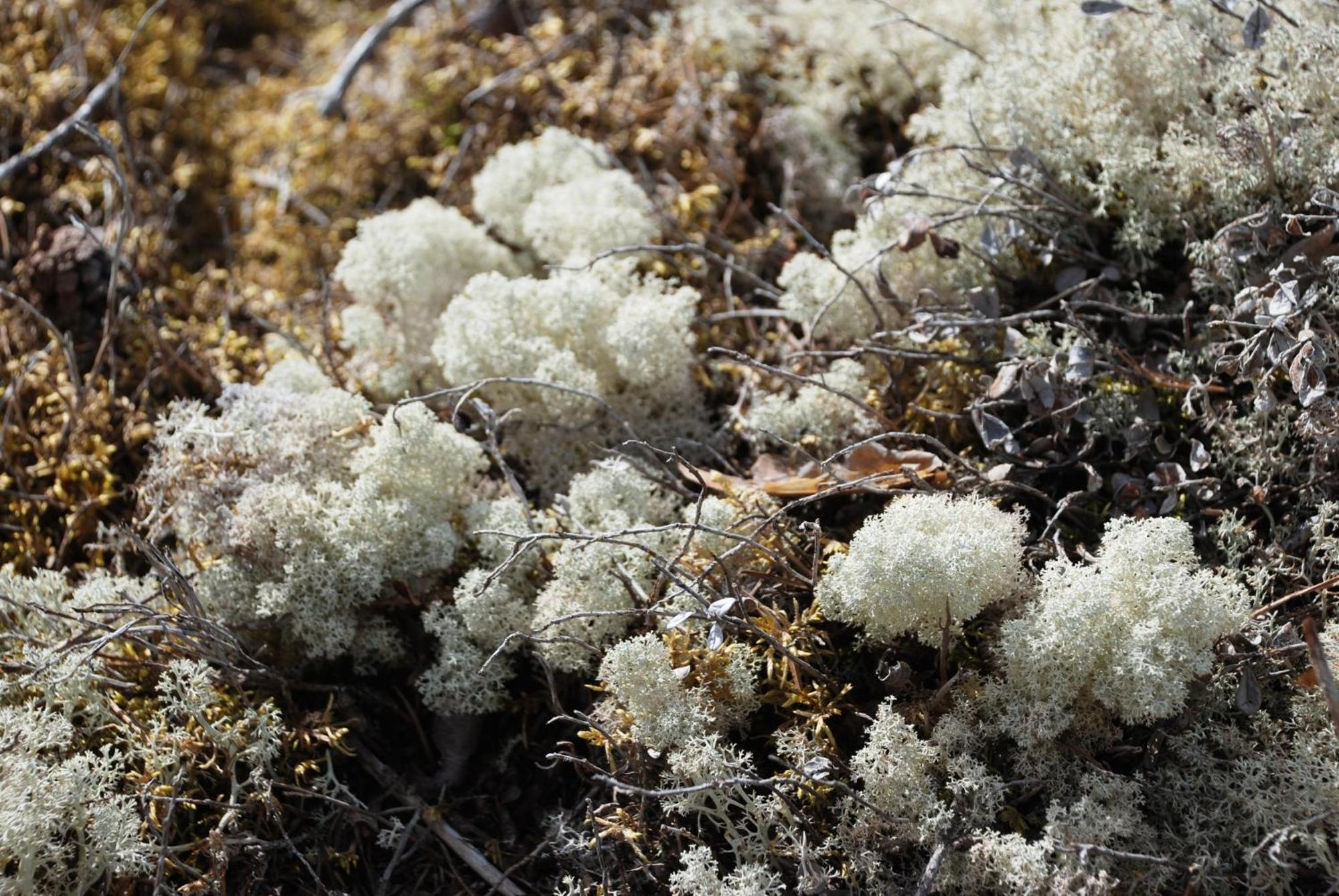 Natur-, Dyre- Og Fugleopplevelser I Fulufjellets Nasjonalparker Apartment Ljørdal