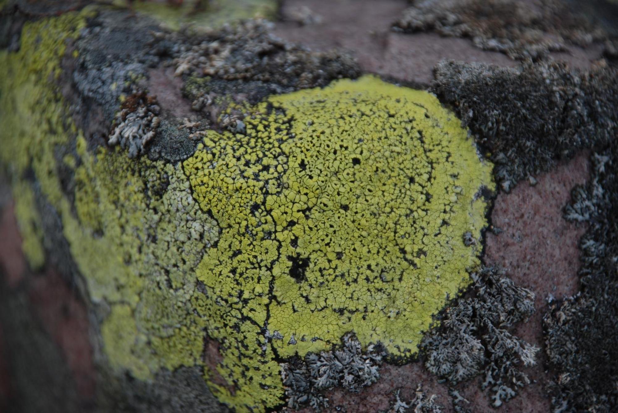 Natur-, Dyre- Og Fugleopplevelser I Fulufjellets Nasjonalparker * Ljørdal