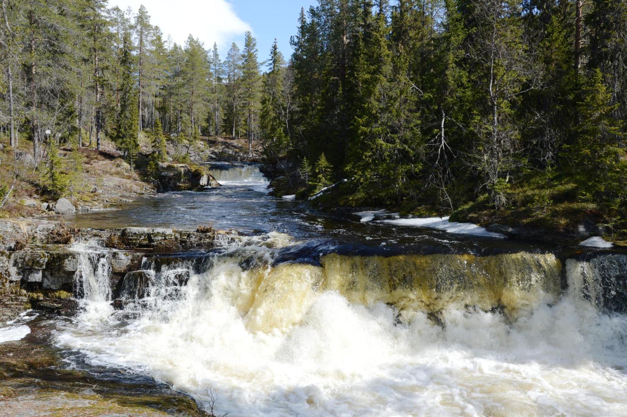 Natur-, Dyre- Og Fugleopplevelser I Fulufjellets Nasjonalparker Apartment Ljørdal