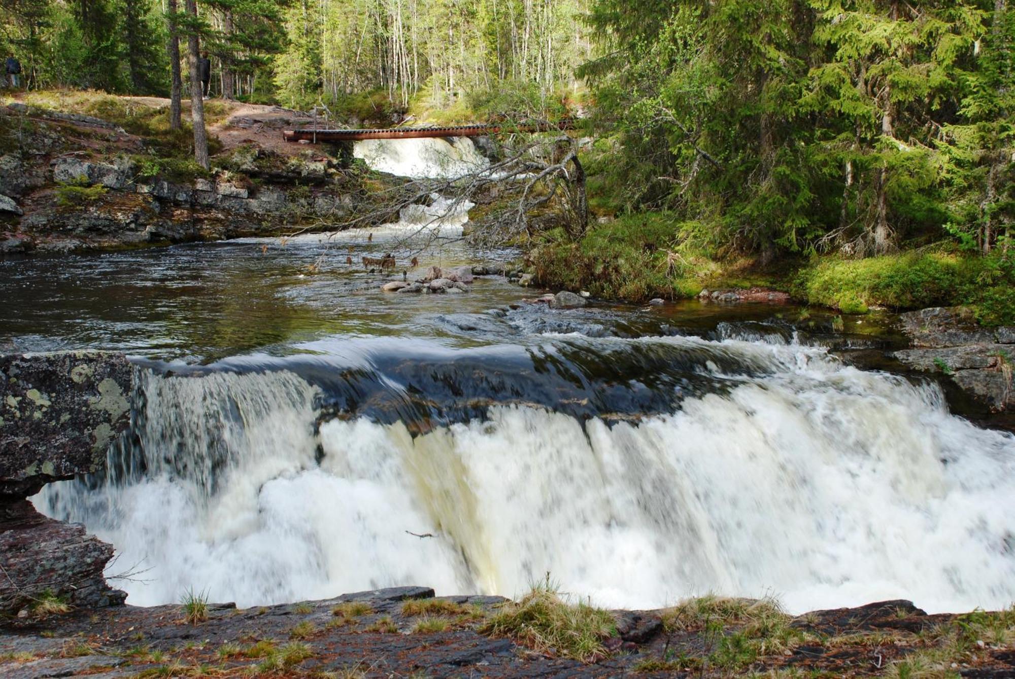Apartment Natur-, Dyre- Og Fugleopplevelser I Fulufjellets Nasjonalparker