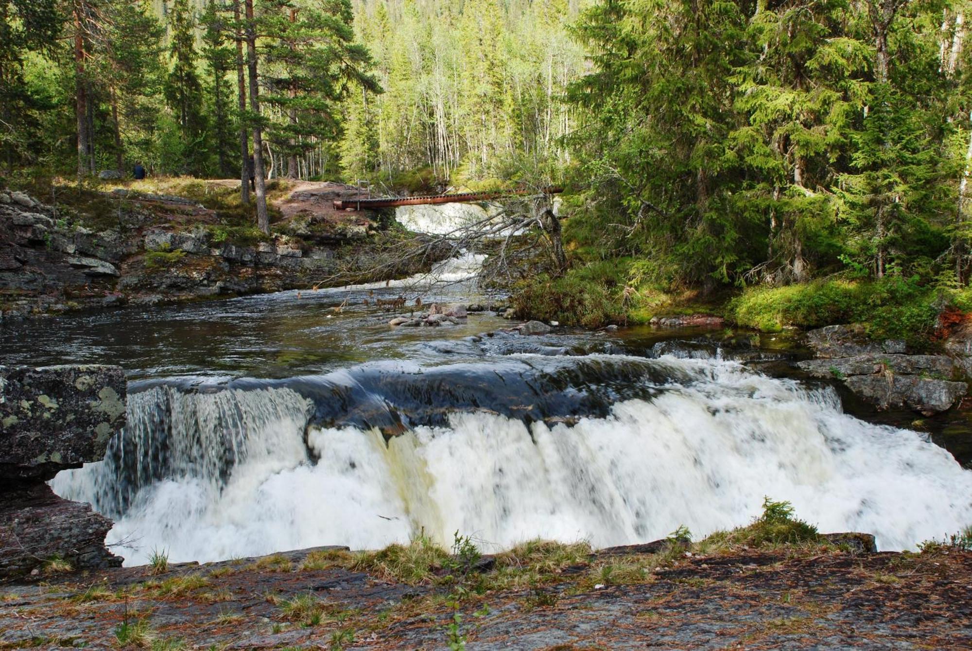 Apartment Natur-, Dyre- Og Fugleopplevelser I Fulufjellets Nasjonalparker *