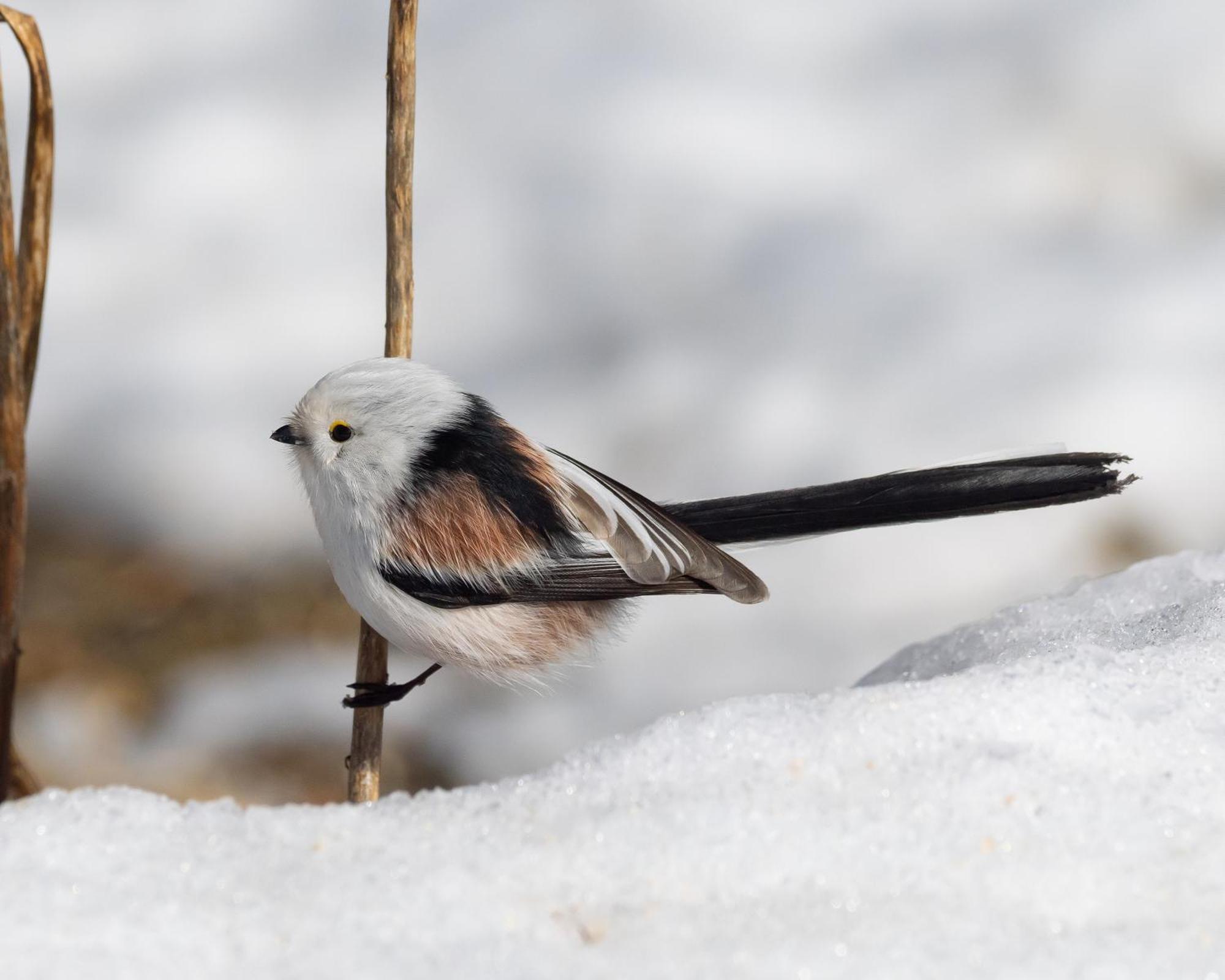 12 - Fulufjellets Nasjonalparker - Natur-, Dyre- Og Fugleopplevelser