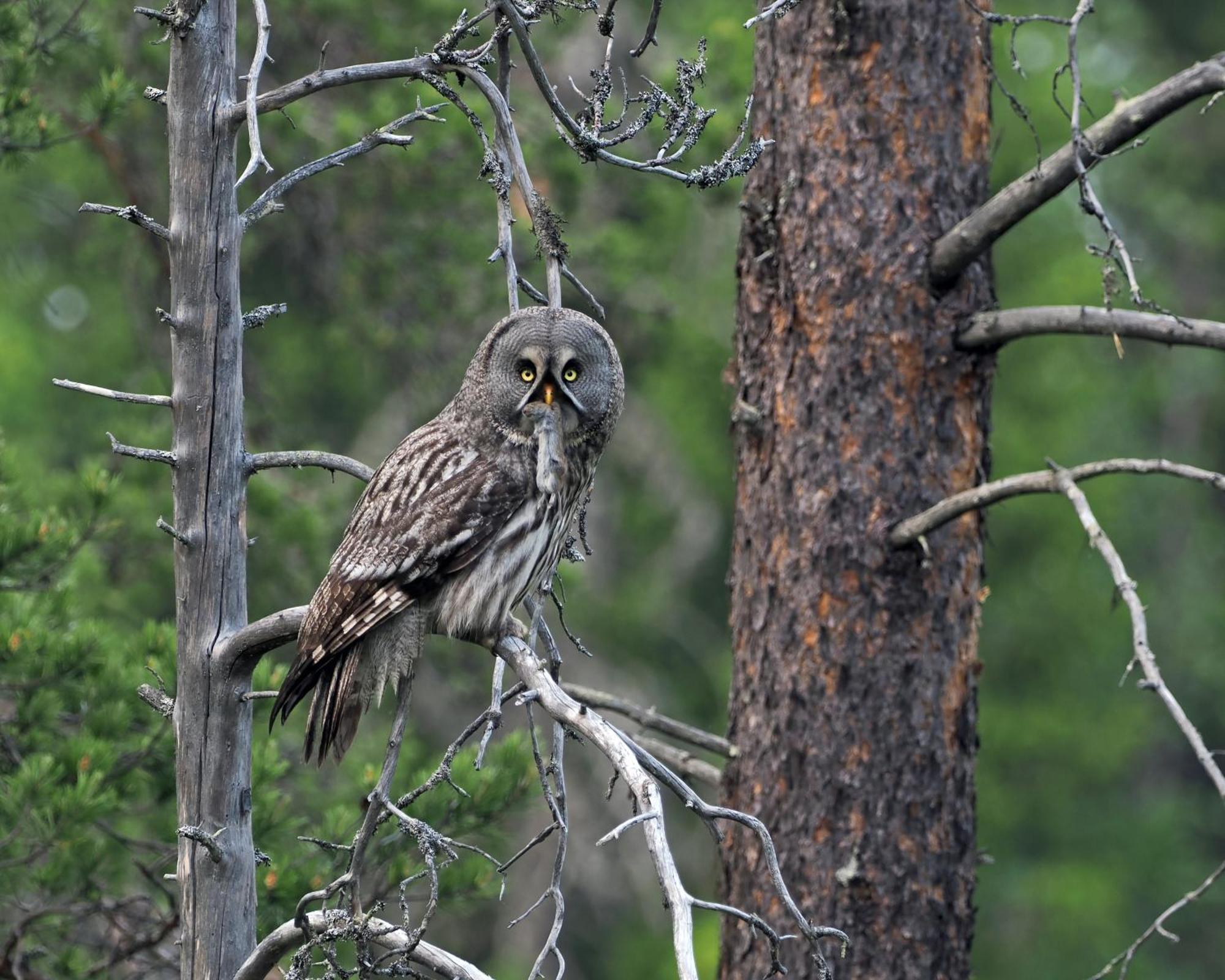 12 - Fulufjellets Nasjonalparker - Natur-, Dyre- Og Fugleopplevelser Ljørdal